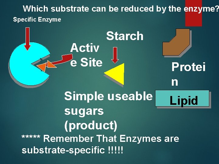 Which substrate can be reduced by the enzyme? Specific Enzyme Activ e Site Starch