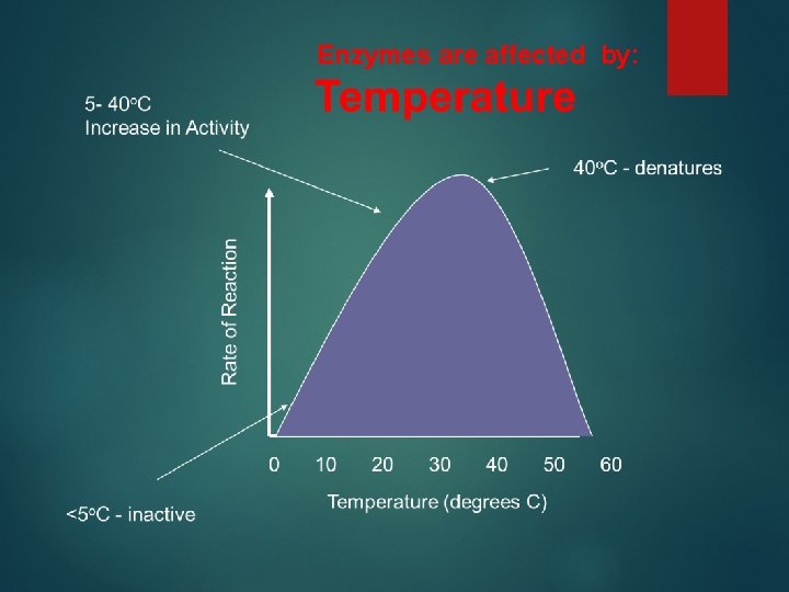 Enzymes are affected by: 