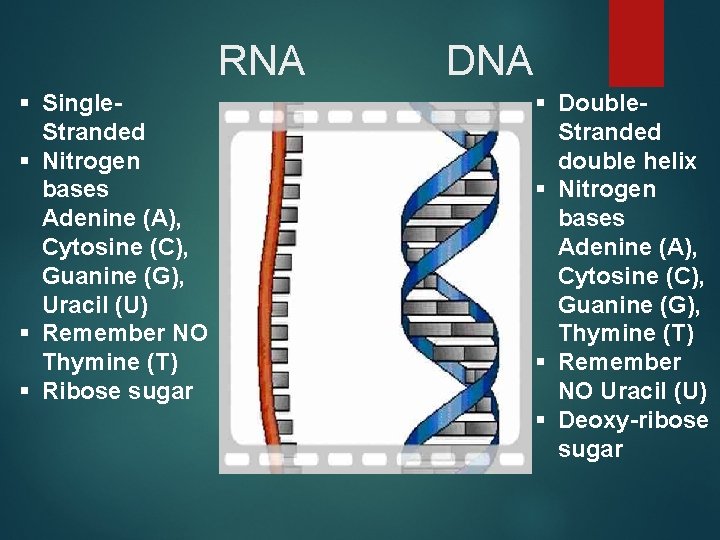 RNA § Single. Stranded § Nitrogen bases Adenine (A), Cytosine (C), Guanine (G), Uracil