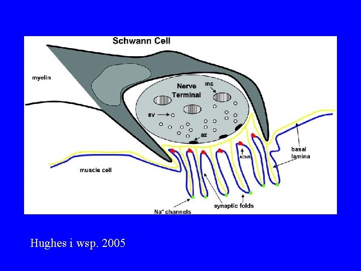 Hughes i wsp. 2005 