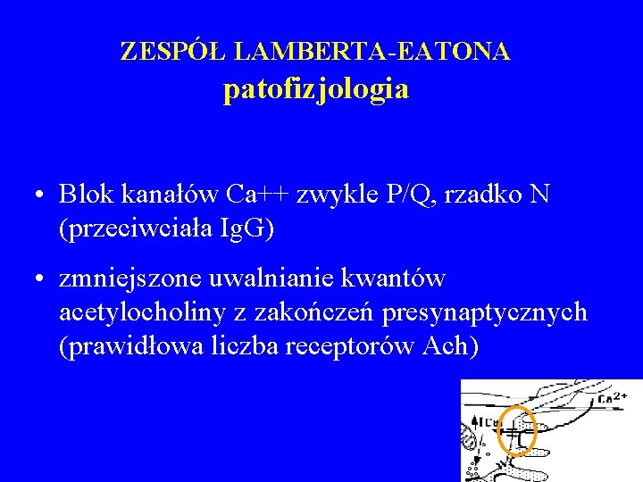 ZESPÓŁ LAMBERTA-EATONA patofizjologia • Blok kanałów Ca++ zwykle P/Q, rzadko N (przeciwciała Ig. G)