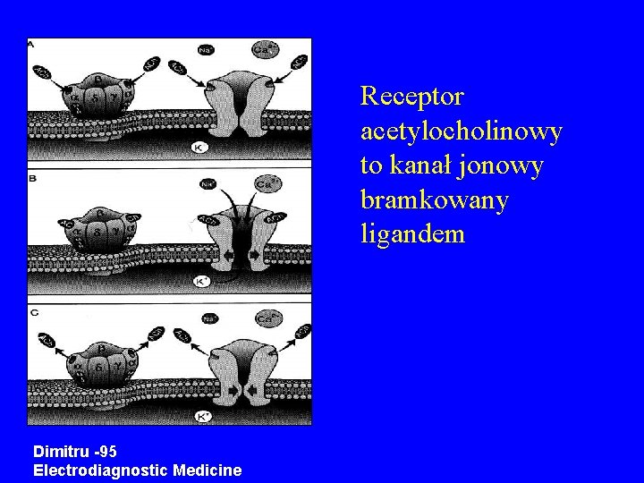 Receptor acetylocholinowy to kanał jonowy bramkowany ligandem Dimitru -95 Electrodiagnostic Medicine 