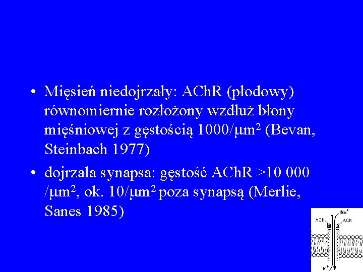  • Mięsień niedojrzały: ACh. R (płodowy) równomiernie rozłożony wzdłuż błony mięśniowej z gęstością