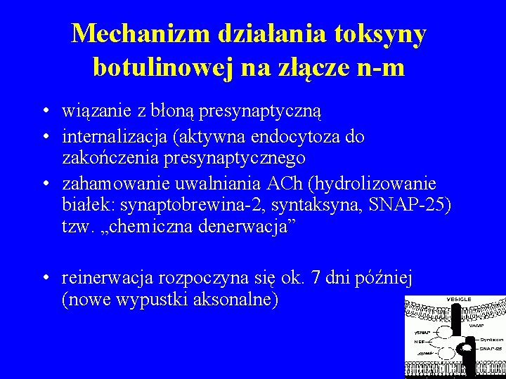 Mechanizm działania toksyny botulinowej na złącze n-m • wiązanie z błoną presynaptyczną • internalizacja