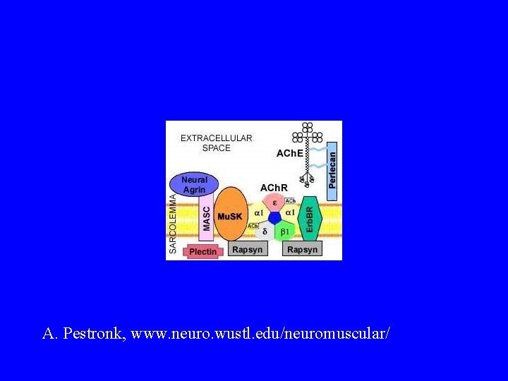 A. Pestronk, www. neuro. wustl. edu/neuromuscular/ 