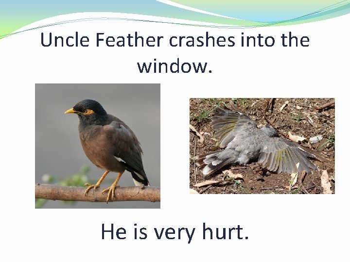 Uncle Feather crashes into the window. He is very hurt. 