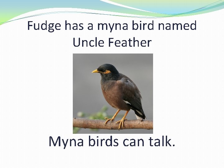 Fudge has a myna bird named Uncle Feather Myna birds can talk. 