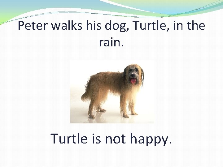 Peter walks his dog, Turtle, in the rain. Turtle is not happy. 