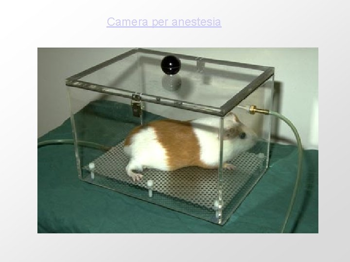 Camera per anestesia 