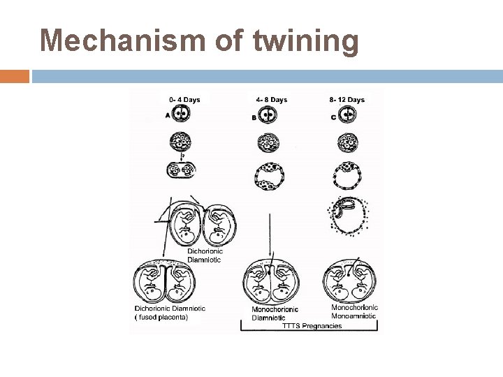 Mechanism of twining 