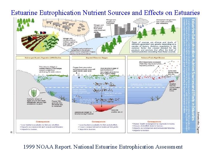Estuarine Eutrophication Nutrient Sources and Effects on Estuaries 1999 NOAA Report. National Estuarine Eutrophication