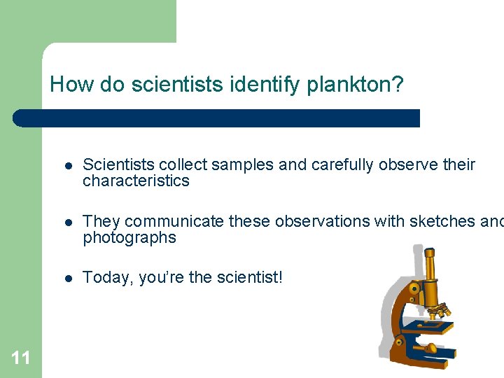 How do scientists identify plankton? 11 l Scientists collect samples and carefully observe their