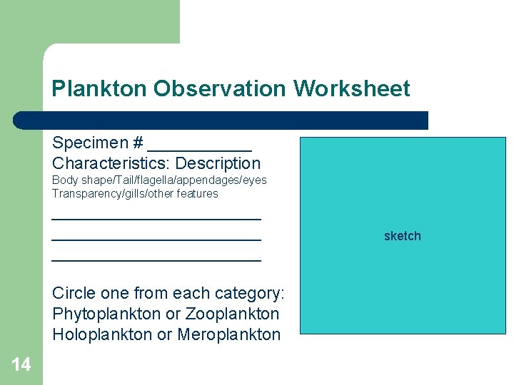 Plankton Observation Worksheet Specimen # ______ Characteristics: Description Body shape/Tail/flagella/appendages/eyes Transparency/gills/other features ______________________ Circle