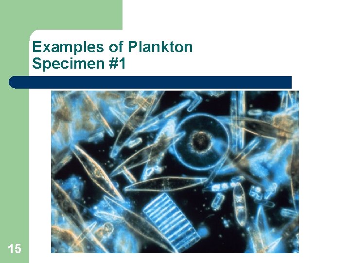 Examples of Plankton Specimen #1 15 