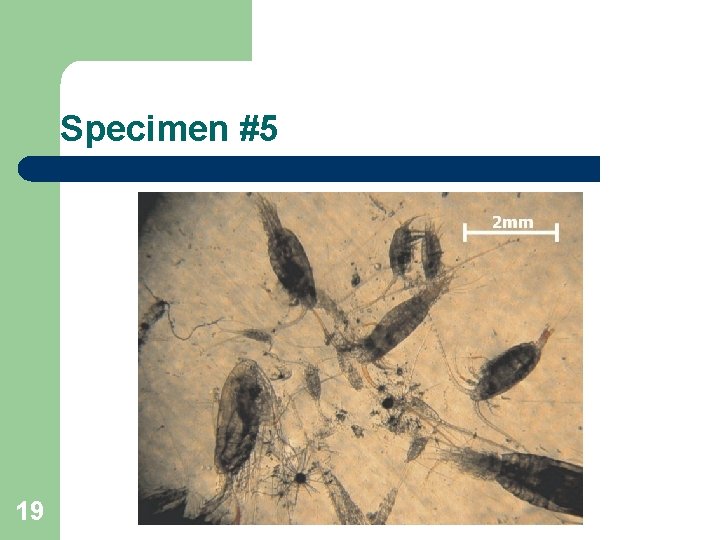 Specimen #5 19 