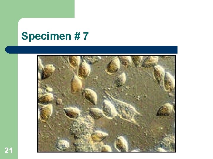 Specimen # 7 21 