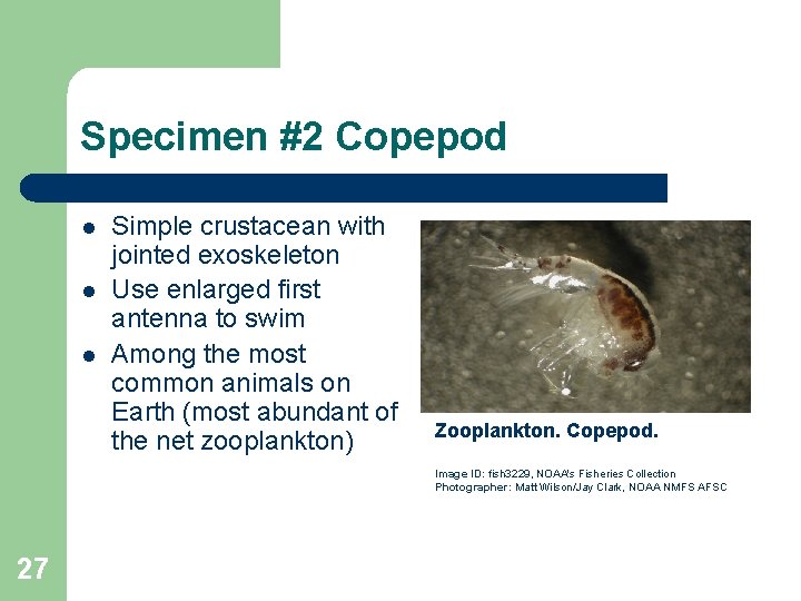Specimen #2 Copepod l l l Simple crustacean with jointed exoskeleton Use enlarged first