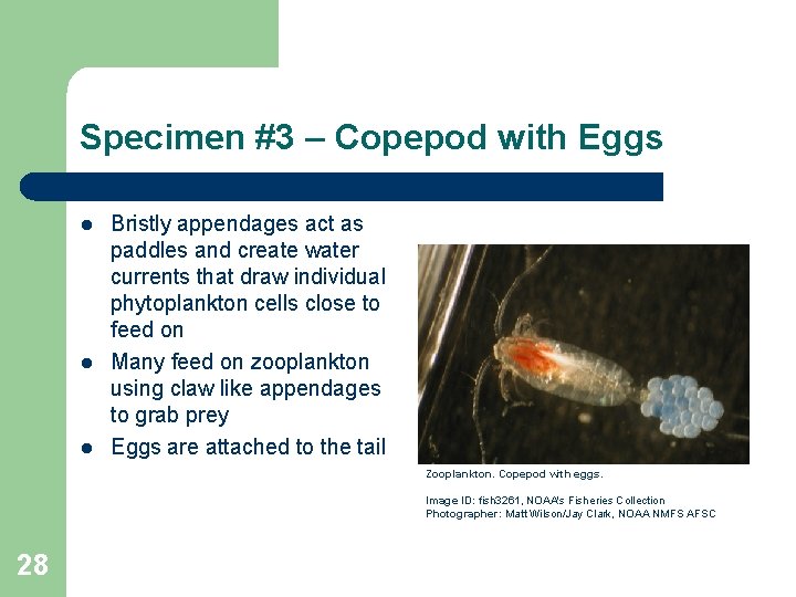 Specimen #3 – Copepod with Eggs l l l Bristly appendages act as paddles