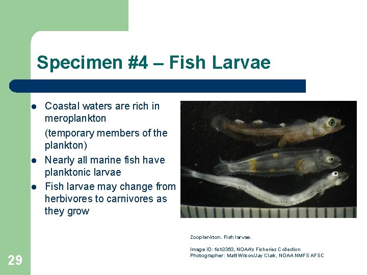 Specimen #4 – Fish Larvae l l l Coastal waters are rich in meroplankton