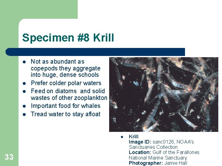 Specimen #8 Krill l l Not as abundant as copepods they aggregate into huge,