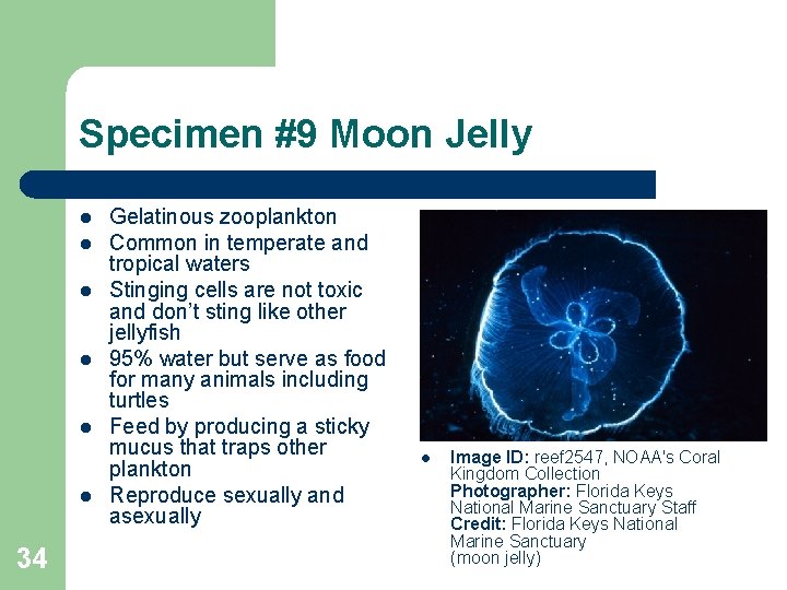 Specimen #9 Moon Jelly l l l 34 Gelatinous zooplankton Common in temperate and