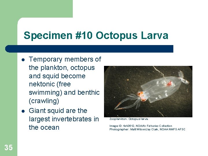 Specimen #10 Octopus Larva l l 35 Temporary members of the plankton, octopus and