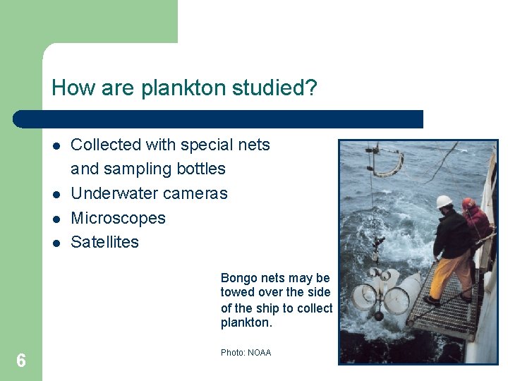 How are plankton studied? l l Collected with special nets and sampling bottles Underwater