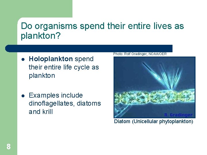 Do organisms spend their entire lives as plankton? l Holoplankton spend their entire life