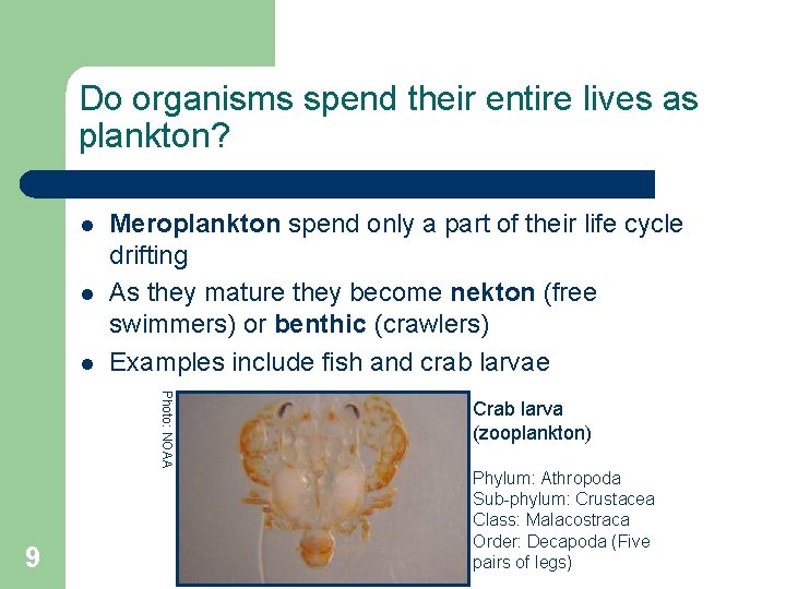 Do organisms spend their entire lives as plankton? l l l Meroplankton spend only