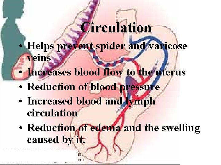Circulation • Helps prevent spider and varicose veins • Increases blood flow to the