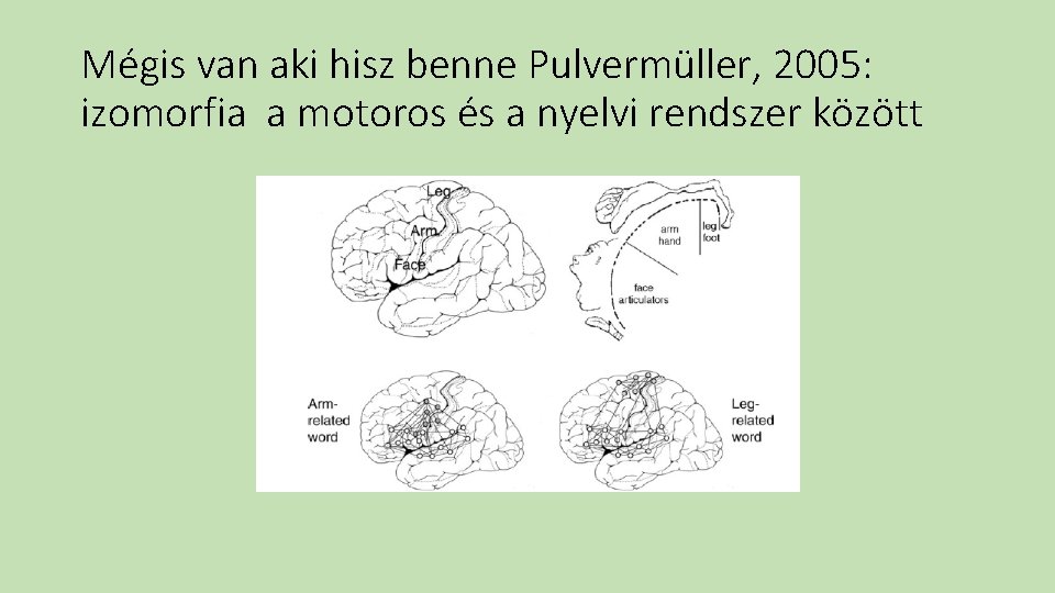 Mégis van aki hisz benne Pulvermüller, 2005: izomorfia a motoros és a nyelvi rendszer