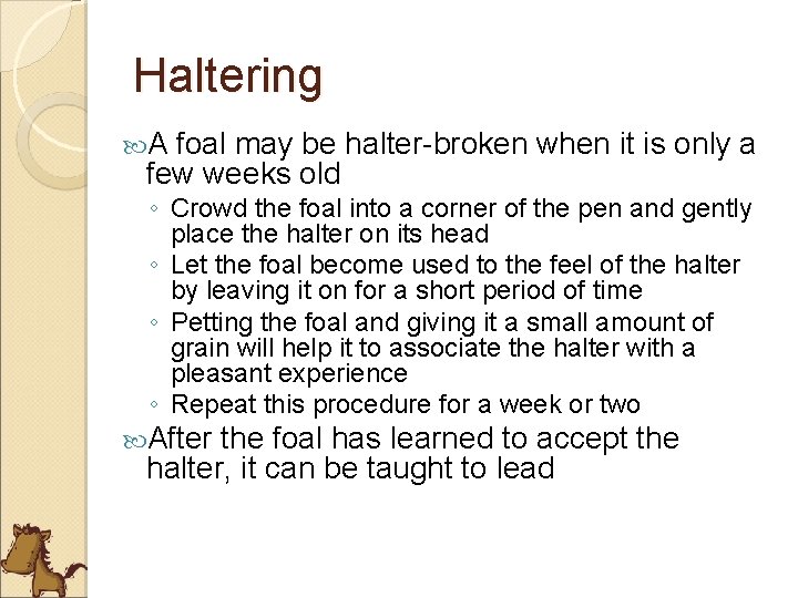 Haltering A foal may be halter-broken when it is only a few weeks old