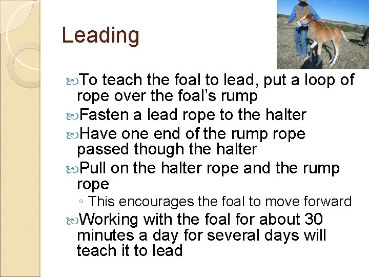 Leading To teach the foal to lead, put a loop of rope over the