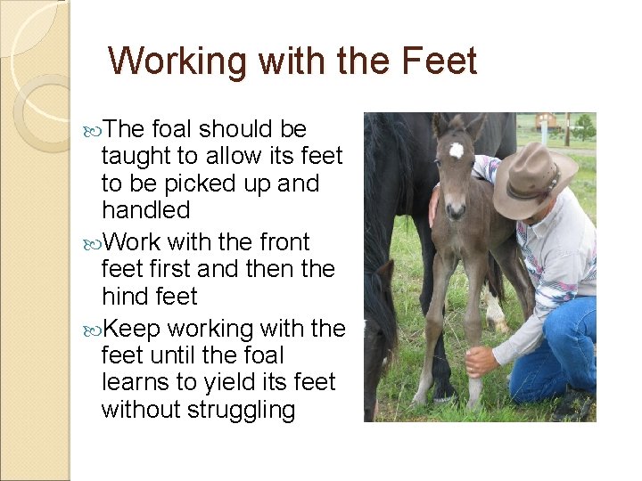 Working with the Feet The foal should be taught to allow its feet to