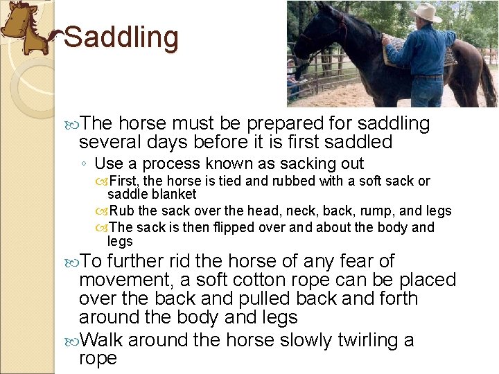Saddling The horse must be prepared for saddling several days before it is first