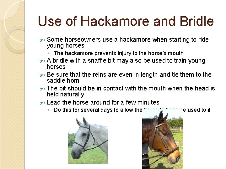 Use of Hackamore and Bridle Some horseowners use a hackamore when starting to ride