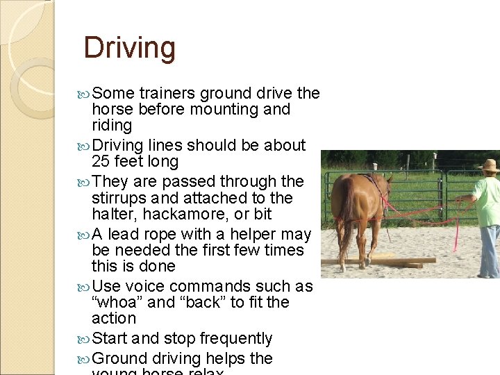 Driving Some trainers ground drive the horse before mounting and riding Driving lines should