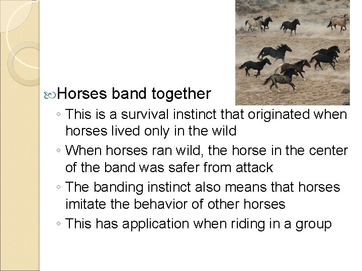  Horses band together ◦ This is a survival instinct that originated when horses