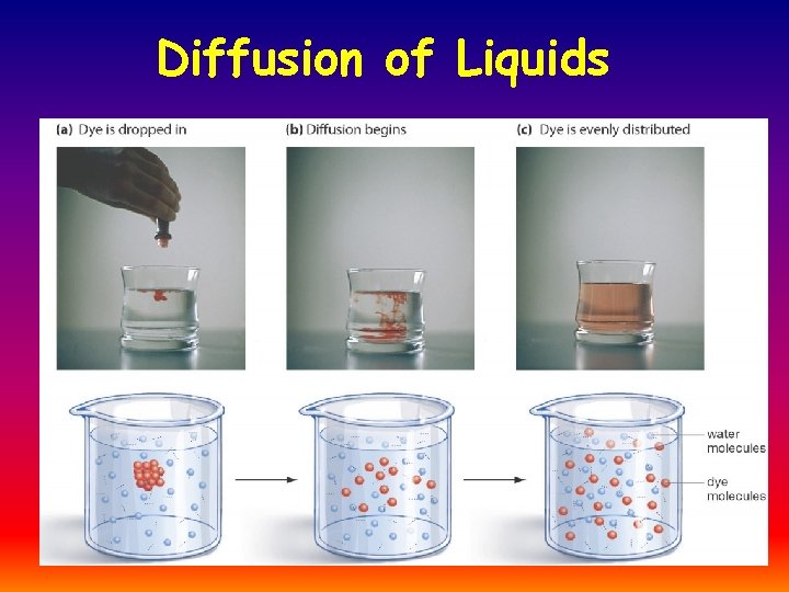 Diffusion of Liquids 