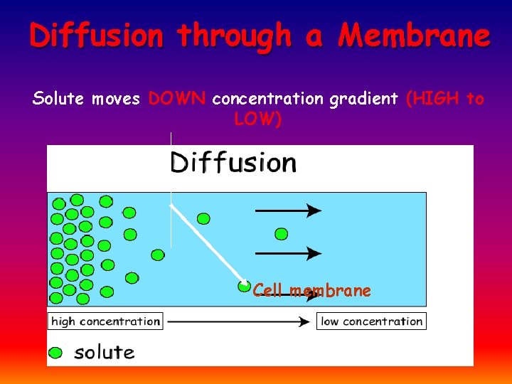 Diffusion through a Membrane Solute moves DOWN concentration gradient (HIGH to LOW) Cell membrane