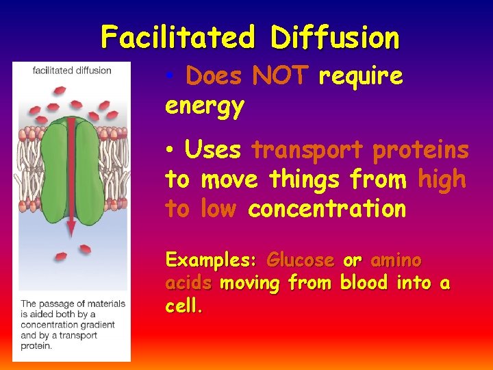 Facilitated Diffusion • Does NOT require energy • Uses transport proteins to move things