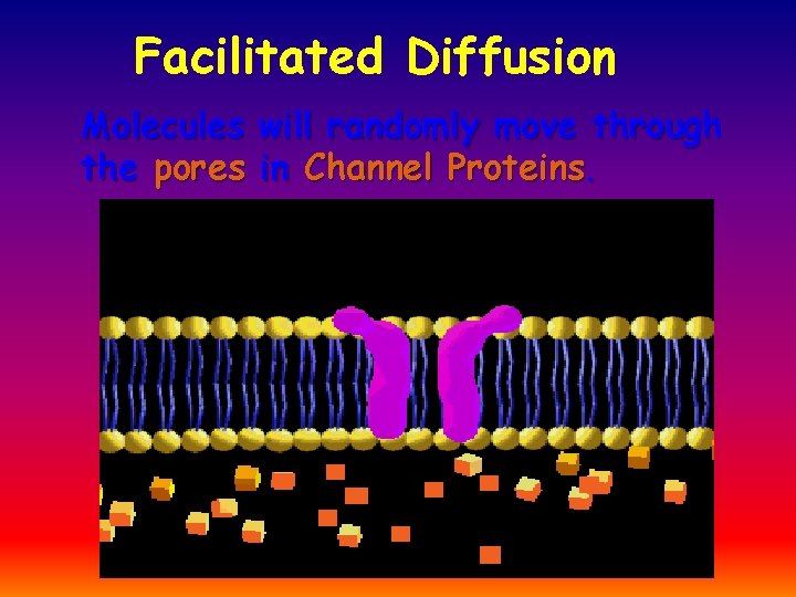 Facilitated Diffusion Molecules will randomly move through the pores in Channel Proteins. 