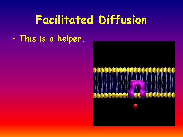 Facilitated Diffusion • This is a helper. 