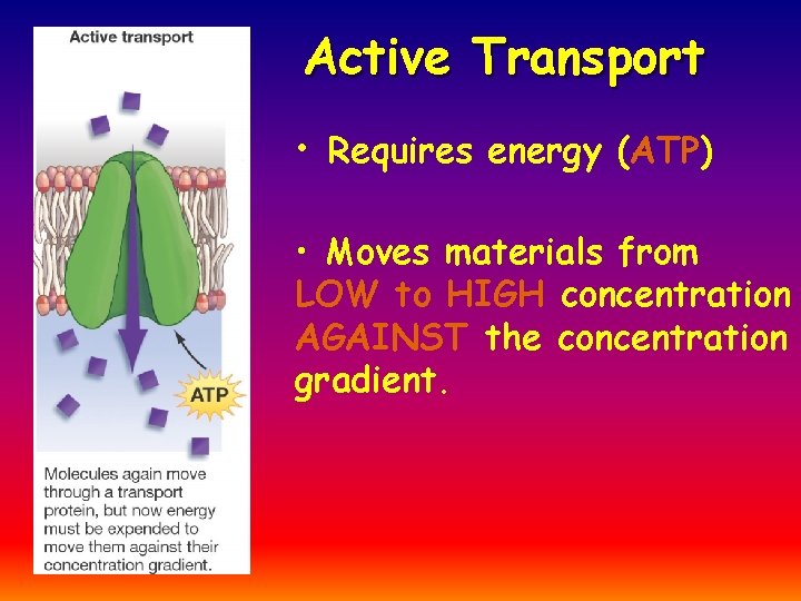 Active Transport • Requires energy (ATP) • Moves materials from LOW to HIGH concentration