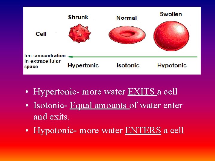  • Hypertonic- more water EXITS a cell • Isotonic- Equal amounts of water
