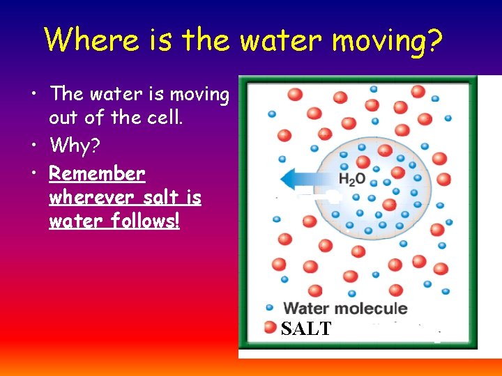 Where is the water moving? • The water is moving out of the cell.