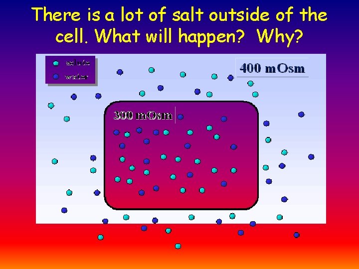 There is a lot of salt outside of the cell. What will happen? Why?
