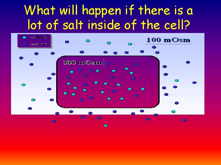 What will happen if there is a lot of salt inside of the cell?