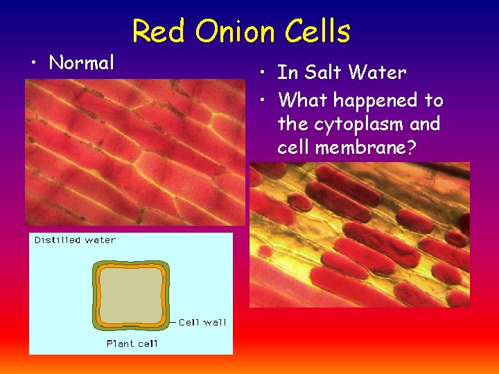  • Normal Red Onion Cells • In Salt Water • What happened to