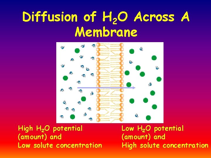 Diffusion of H 2 O Across A Membrane High H 2 O potential (amount)